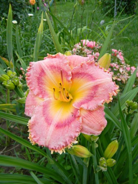 Barbara Ditmer - Hemerocallis 2018