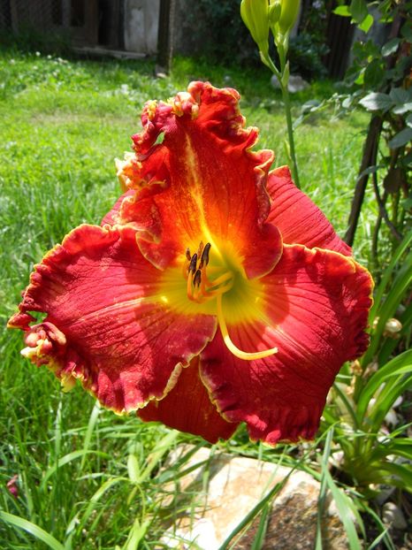 Big red wagon - Hemerocallis 2018