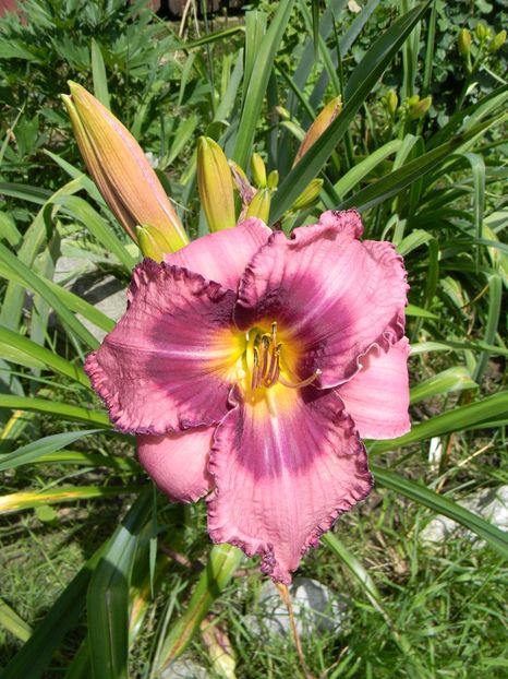 Blue mountains - Hemerocallis 2018