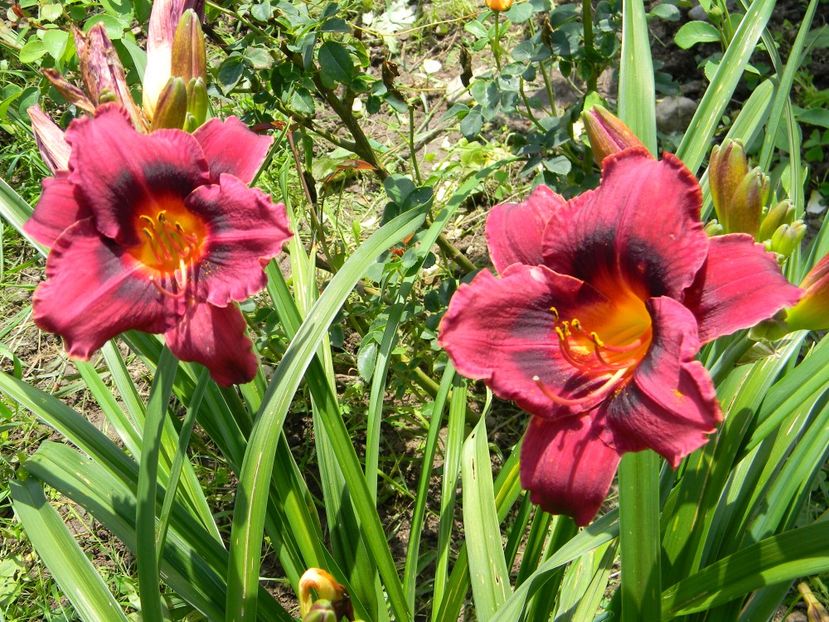 Wianah double purple - Hemerocallis 2018