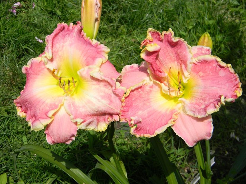 Crowning light - Hemerocallis 2018