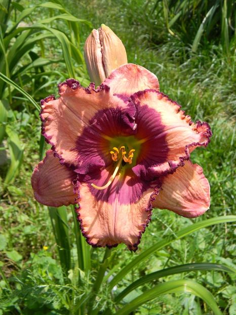 Zahadoom - Hemerocallis 2018