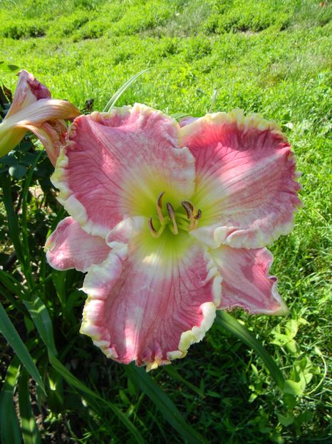 Crowning light - Hemerocallis 2018