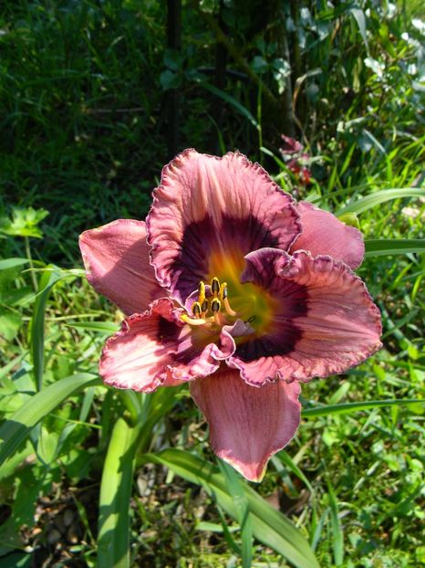 Zahadoom - Hemerocallis 2018