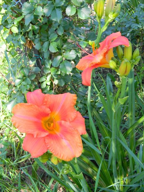 South seas - Hemerocallis 2018