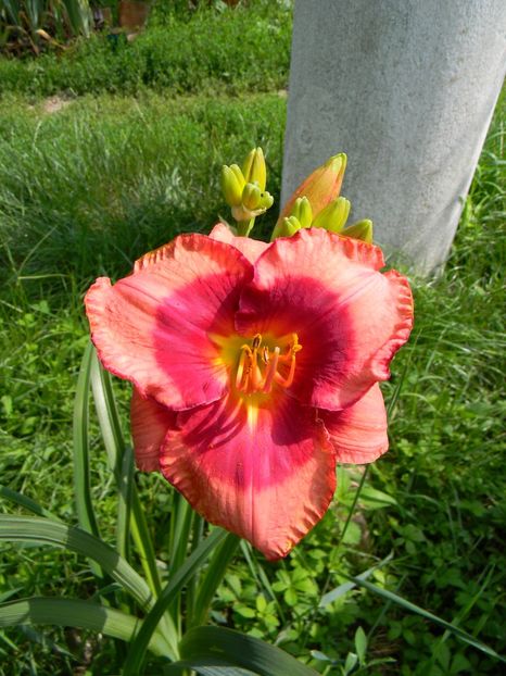 Dan mahony - Hemerocallis 2018