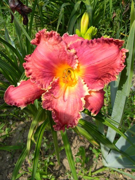 red friday - Hemerocallis 2018