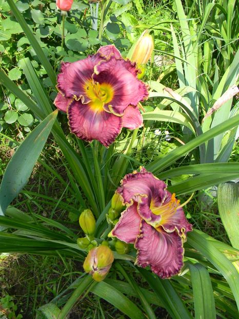 Somewhat elegant - Hemerocallis 2018