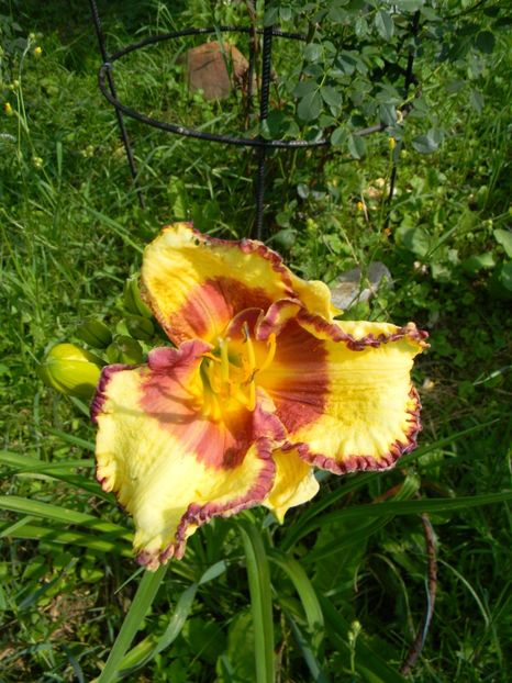 Steve Trimmer - Hemerocallis 2018