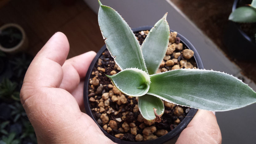 Agave Gypsophila Ivory Curls 50 - Vandute