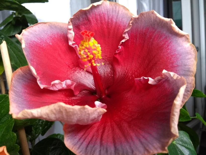  - Indian Divine Grace