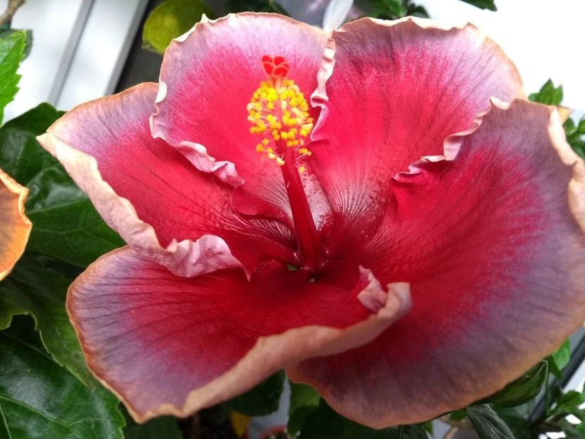  - Indian Divine Grace