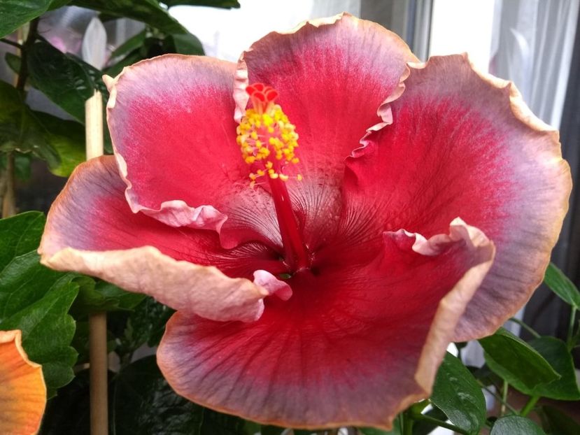  - Indian Divine Grace