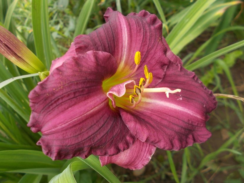  - Hemerocallis 2018