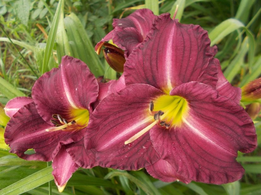  - Hemerocallis 2018