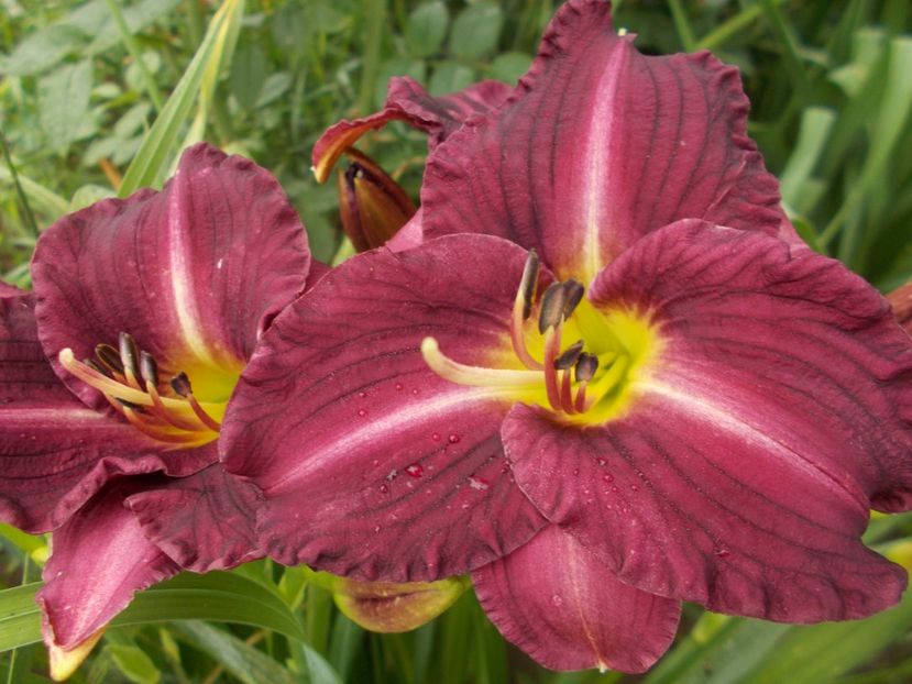  - Hemerocallis 2018
