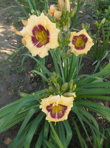 JASON MARK - Hemerocallis 2018