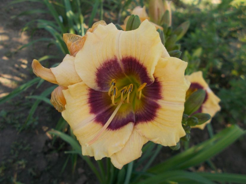  - Hemerocallis 2018