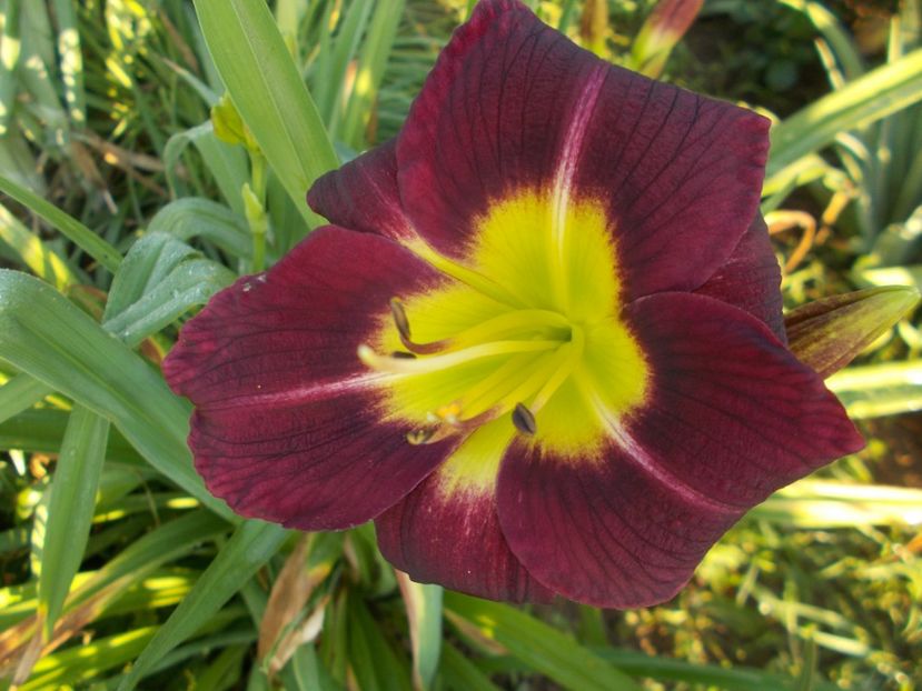 NIGHT BEACON - Hemerocallis 2018