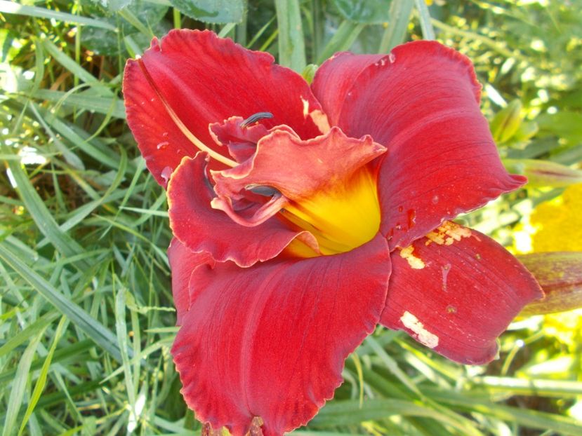 - Hemerocallis 2018