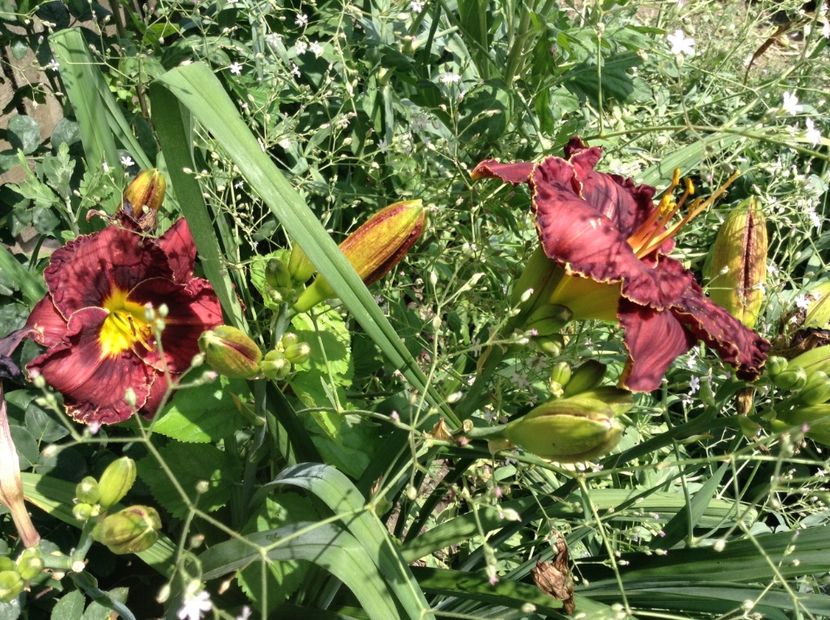 Berrylicious - Hemerocallis 2018