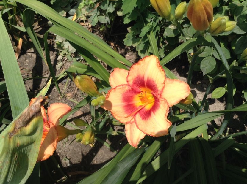 Strawberry candy - Hemerocallis 2018