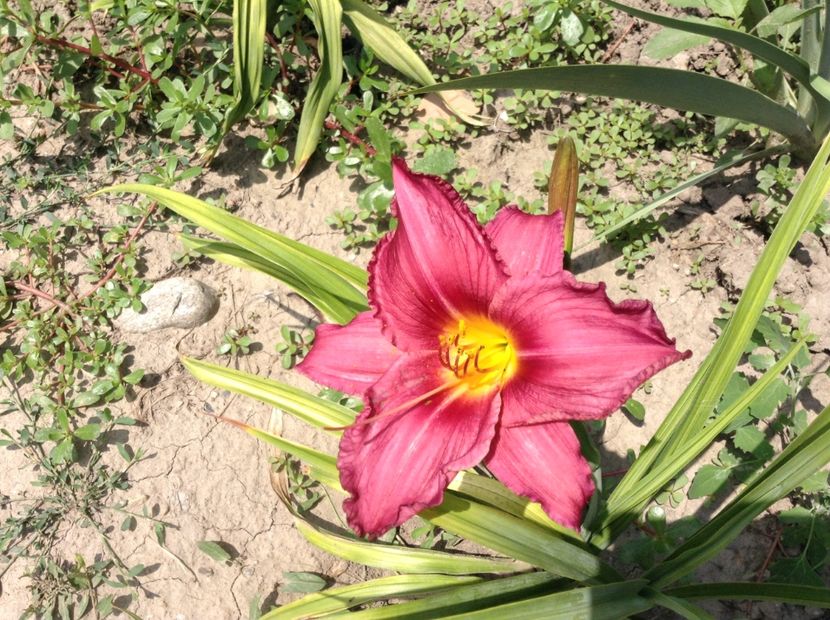 Summer wine - Hemerocallis 2018