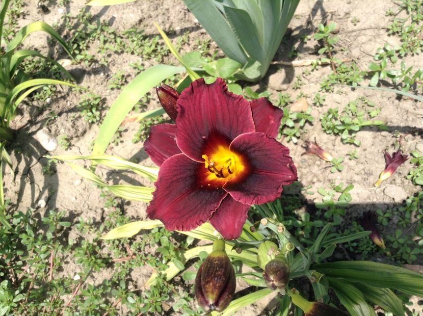 Obsidian - Hemerocallis 2018