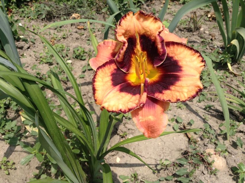 Adamas - Hemerocallis 2018