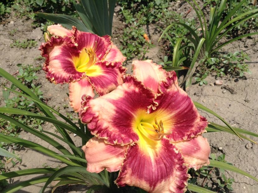Outstanding - Hemerocallis 2018
