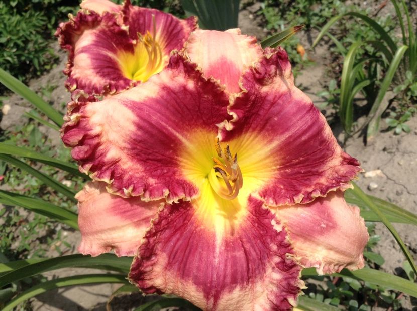 image - Hemerocallis 2018