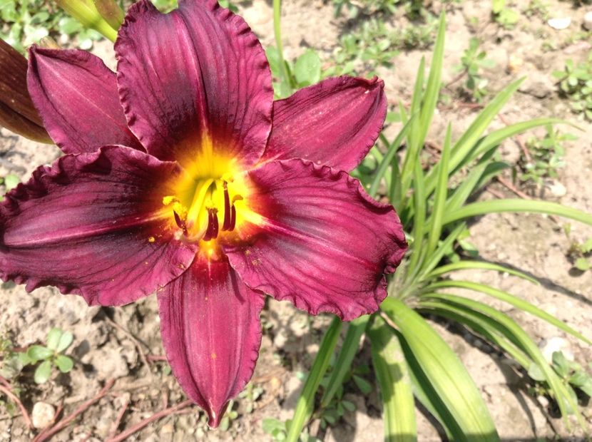 Rhonde de nuit - Hemerocallis 2018