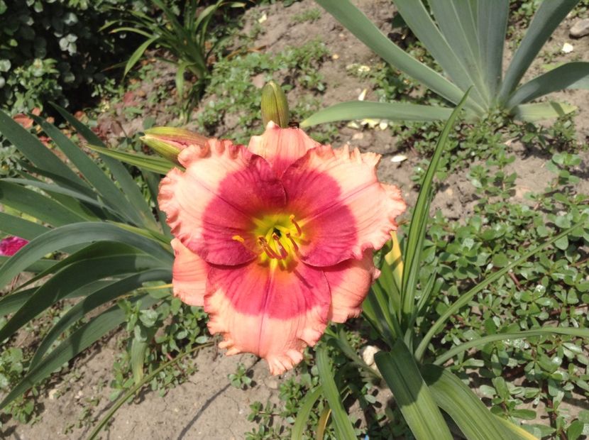 Hello screamer - Hemerocallis 2018