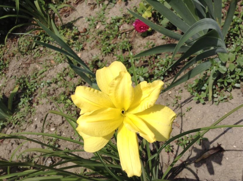 Double river why - Hemerocallis 2018