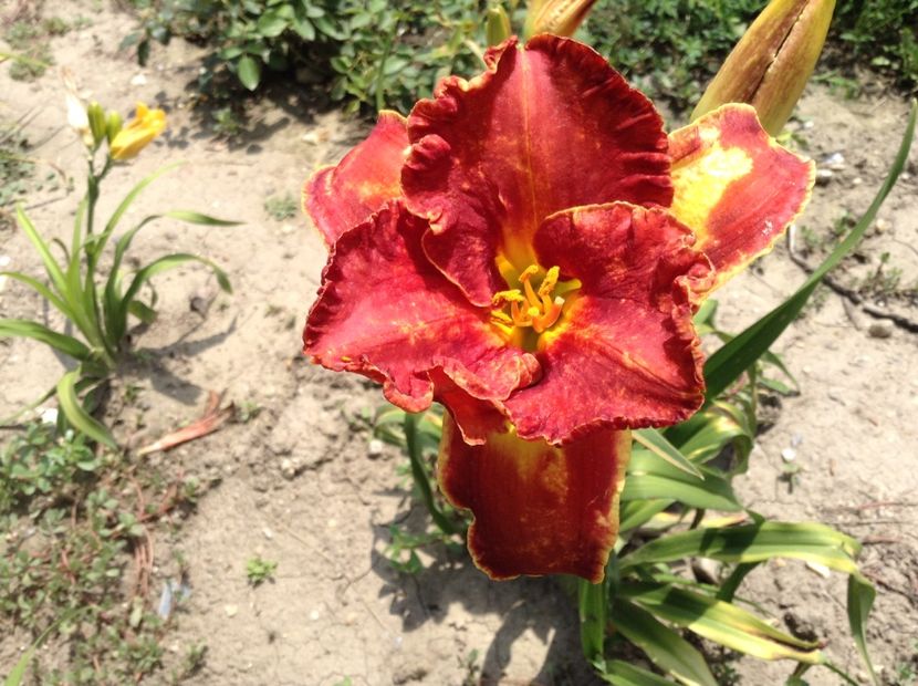 Siloam paul - Hemerocallis 2018
