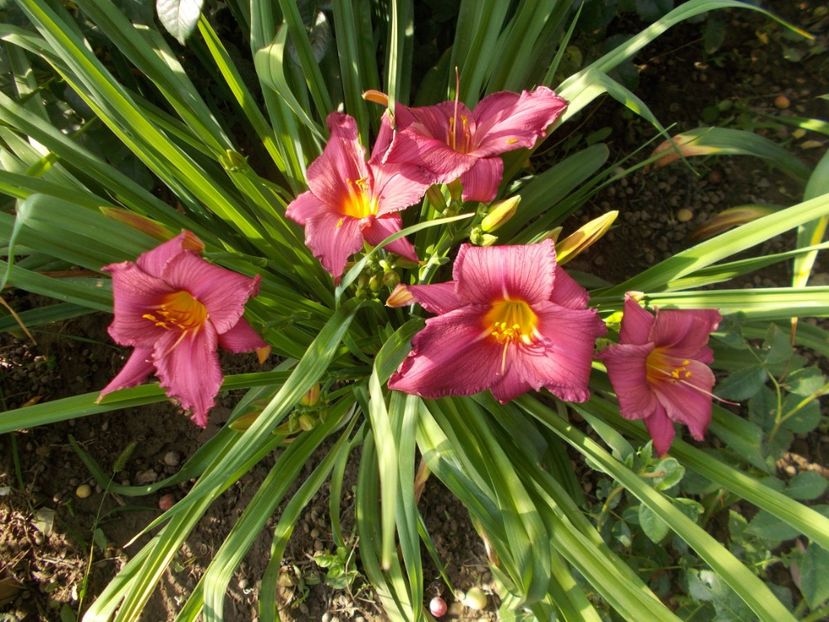 SUMMER WINE - Hemerocallis 2018