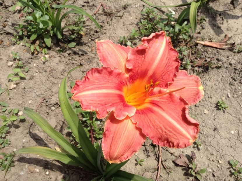 Pretty fancy - Hemerocallis 2018