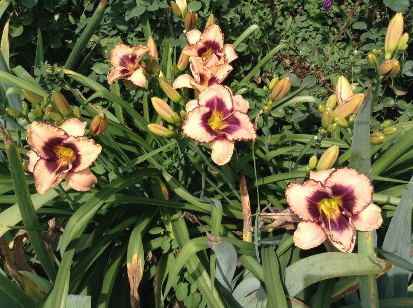 Daring deception - Hemerocallis 2018