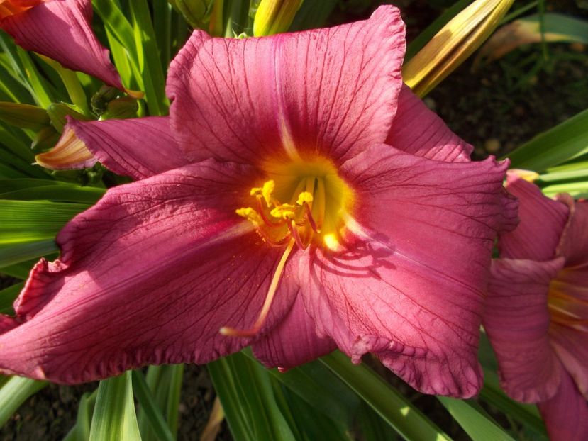 SUMMER WINE - Hemerocallis 2018