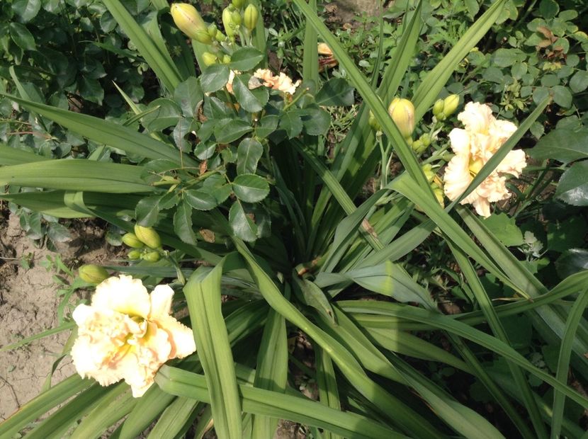 Siloam stainlet delight - Hemerocallis 2018