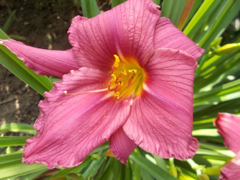 SUMMER WINE - Hemerocallis 2018