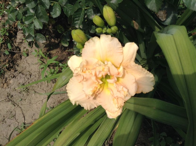 Siloam stainlet delight - Hemerocallis 2018
