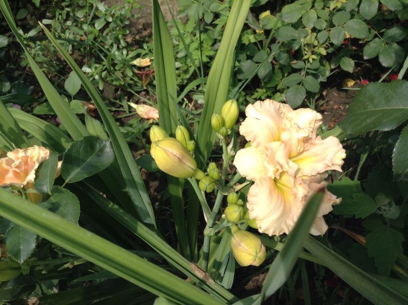 image - Hemerocallis 2018