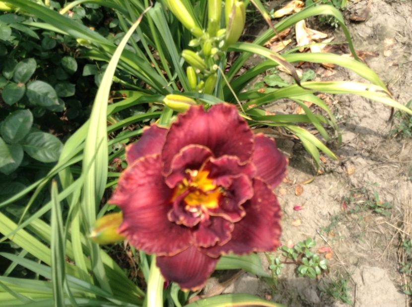 Night ember - Hemerocallis 2018