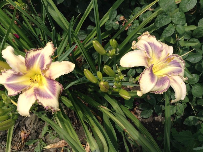 Destineed to see - Hemerocallis 2018