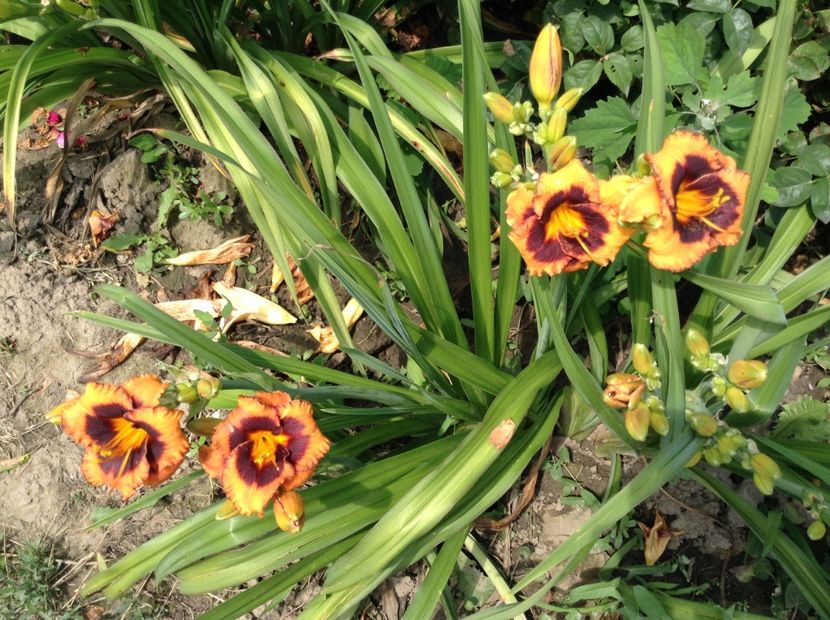 Madeleine nettles eyes - Hemerocallis 2018