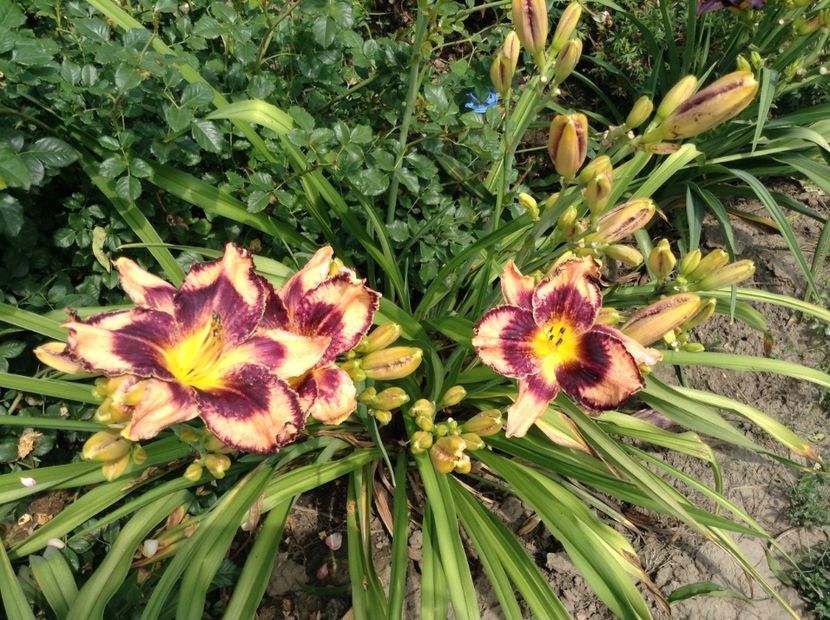 Exotic treasure - Hemerocallis 2018