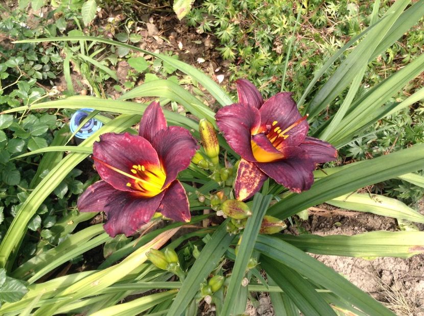 Wodoo dancer - Hemerocallis 2018