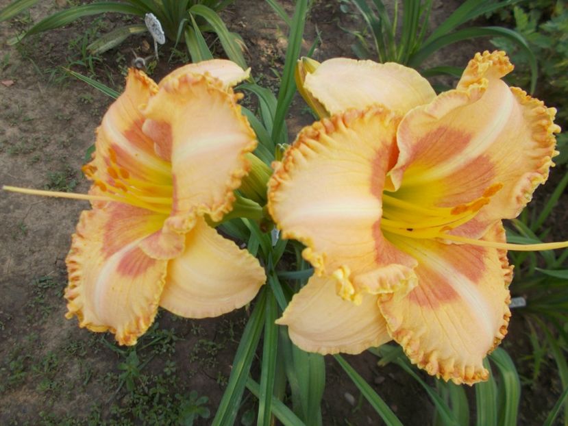  - Hemerocallis 2018