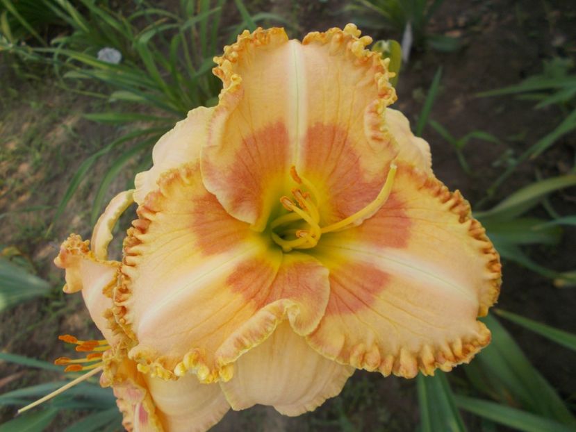  - Hemerocallis 2018